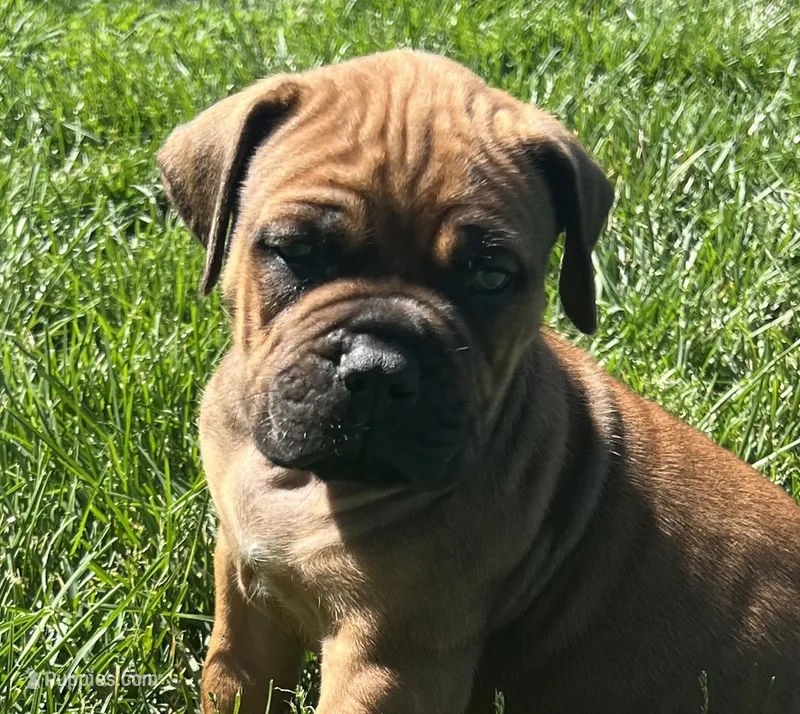 Orange collar – Boerboel, English Mastiff puppy for sale in Walnut Cove, NC