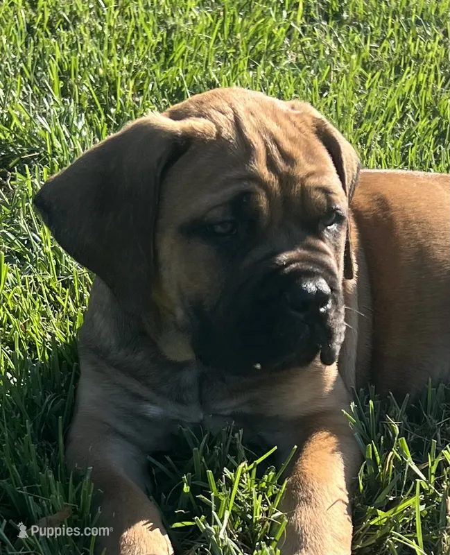 Dark blue  – Boerboel, English Mastiff puppy for sale in Walnut Cove, NC