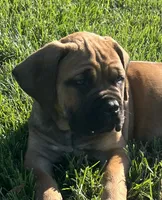 Dark blue , a male Boerboel and English Mastiff for sale in Walnut Cove, NC – 1 of 5