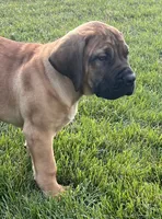 Green collar, a male Boerboel and English Mastiff for sale in Walnut Cove, NC – 3 of 8