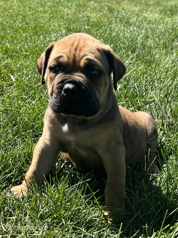 Red collar – Boerboel, English Mastiff puppy for sale in Walnut Cove, NC