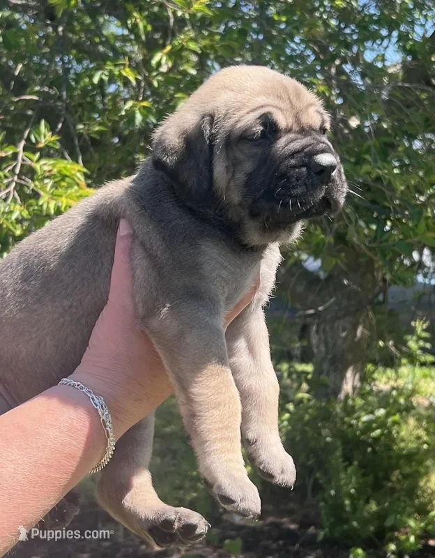 Pink collar female – Boerboel, English Mastiff puppy for sale in Walnut Cove, NC