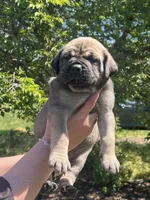 Pink collar female, a female Boerboel and English Mastiff for sale in Walnut Cove, NC – Photo 2 of 2
