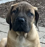 Green collar, a male Boerboel and English Mastiff for sale in Walnut Cove, NC – 4 of 8