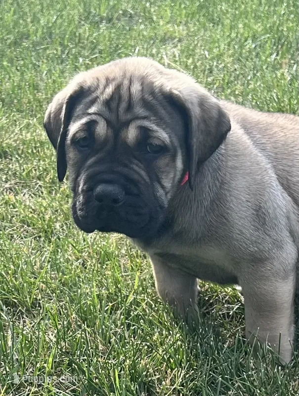 Pink collar female – Boerboel, English Mastiff puppy for sale in Walnut Cove, NC