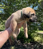 Green collar, a male Boerboel and English Mastiff for sale in Walnut Cove, NC – Photo 2 of 2