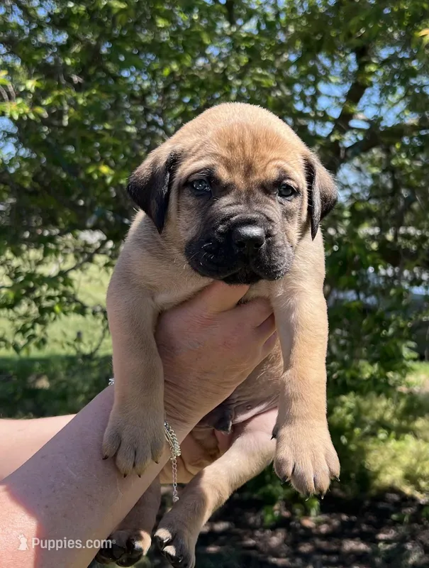 Green collar – Boerboel, English Mastiff puppy for sale in Walnut Cove, NC