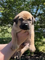 Green collar, a male Boerboel and English Mastiff for sale in Walnut Cove, NC – Photo 1 of 2