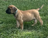 Light Blue, a male Boerboel and English Mastiff for sale in Walnut Cove, NC – 3 of 5