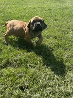 Light Blue, a male Boerboel and English Mastiff for sale in Walnut Cove, NC – 5 of 5