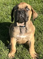 Dark blue , a male Boerboel and English Mastiff for sale in Walnut Cove, NC – 4 of 5