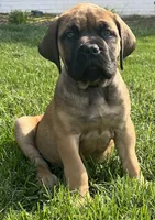 Light Blue, a male Boerboel and English Mastiff for sale in Walnut Cove, NC – 2 of 5