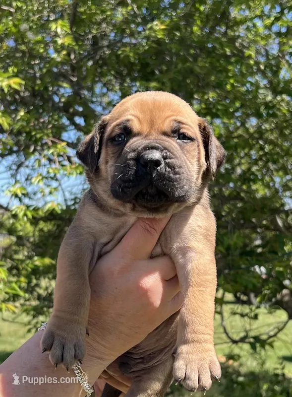 Red collar – Boerboel, English Mastiff puppy for sale in Walnut Cove, NC