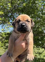 Red collar, a male Boerboel and English Mastiff for sale in Walnut Cove, NC – Photo 1 of 2