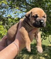 Red collar, a male Boerboel and English Mastiff for sale in Walnut Cove, NC – Photo 2 of 2