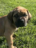 Dark blue , a male Boerboel and English Mastiff for sale in Walnut Cove, NC – 3 of 5