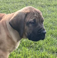 Green collar, a male Boerboel and English Mastiff for sale in Walnut Cove, NC – 2 of 8