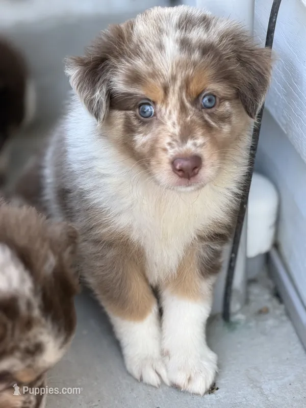 Saylor – Australian Shepherd puppy for sale in Newport, TN