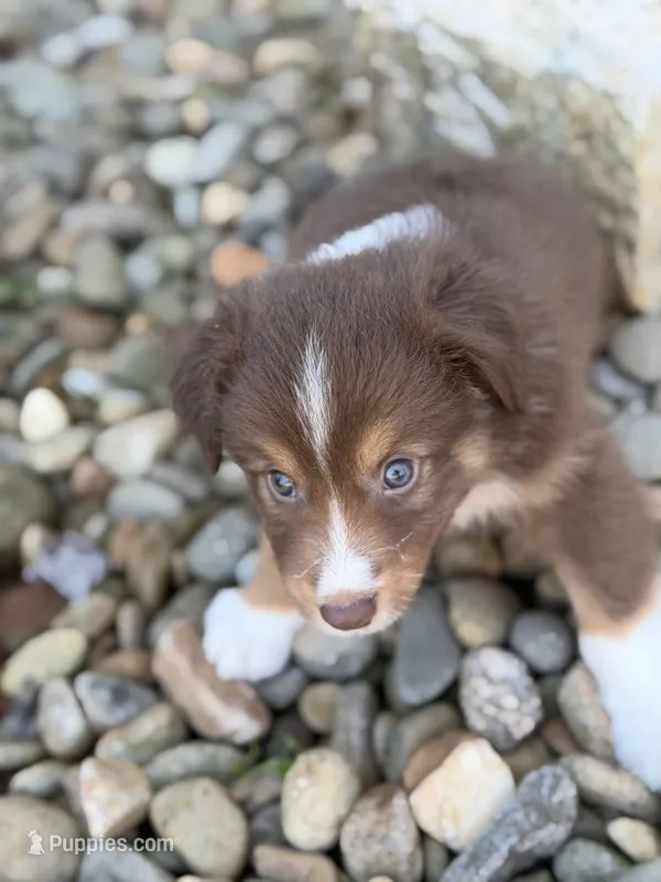 Rocky – Australian Shepherd puppy for sale in Newport, TN