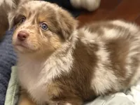 Saylor, a female Australian Shepherd for sale in Newport, TN – 2 of 4