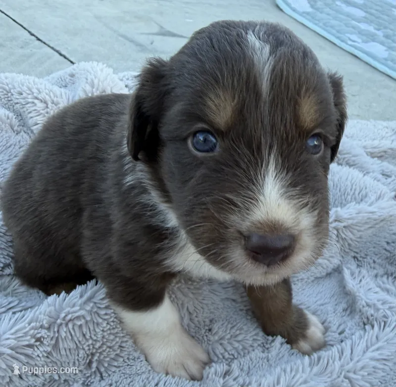 Lucky – Australian Shepherd puppy for sale in Newport, TN