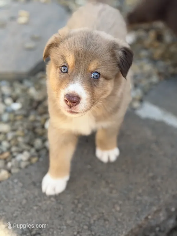 Riz – Australian Shepherd puppy for sale in Newport, TN