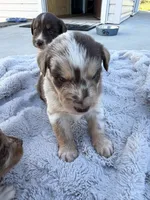 Drake, a male Australian Shepherd for sale in Newport, TN – 6 of 6