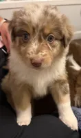 Saylor, a female Australian Shepherd for sale in Newport, TN – 1 of 4
