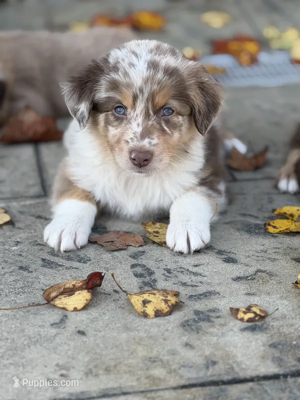 Saylor – Australian Shepherd puppy for sale in Newport, TN