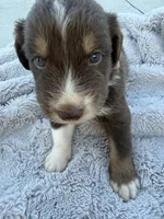 Lucky, a male Australian Shepherd for sale in Newport, TN – 2 of 2