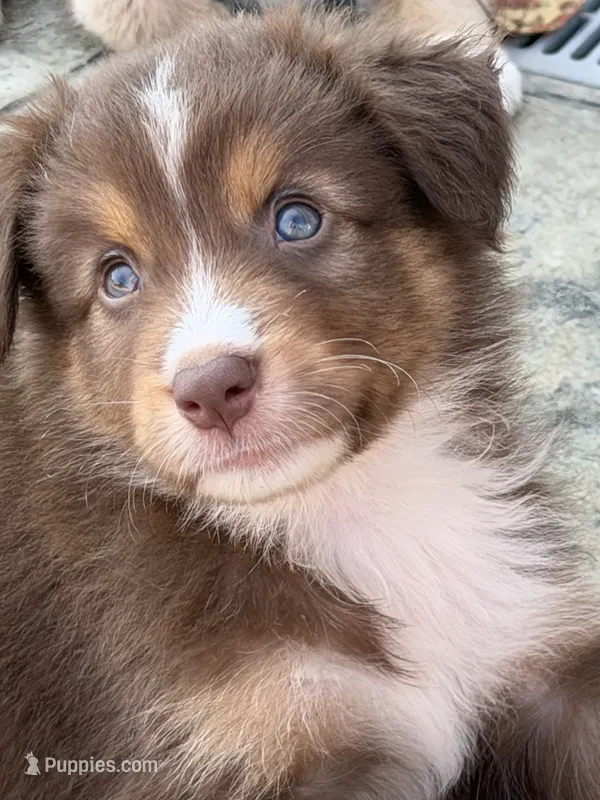 Rocky – Australian Shepherd puppy for sale in Newport, TN