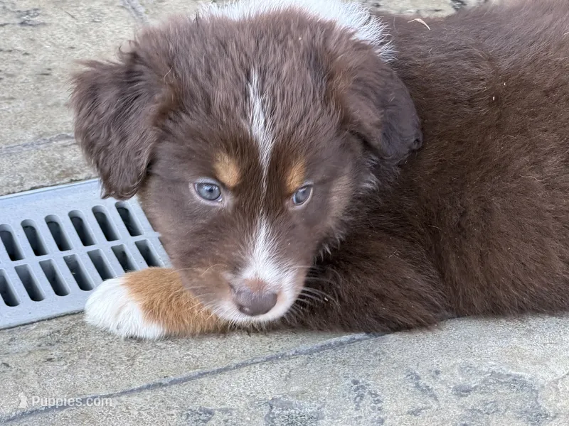 Charlie – Australian Shepherd puppy for sale in Newport, TN