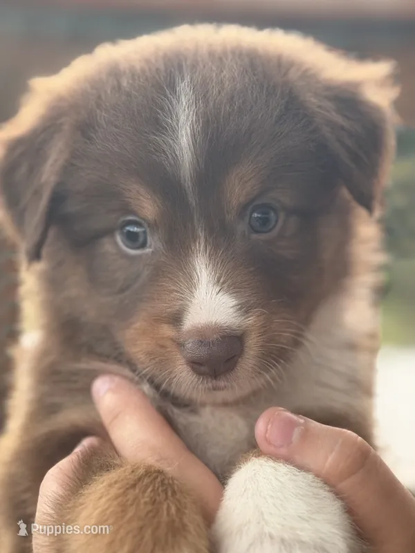 Rocky – Australian Shepherd puppy for sale in Newport, TN