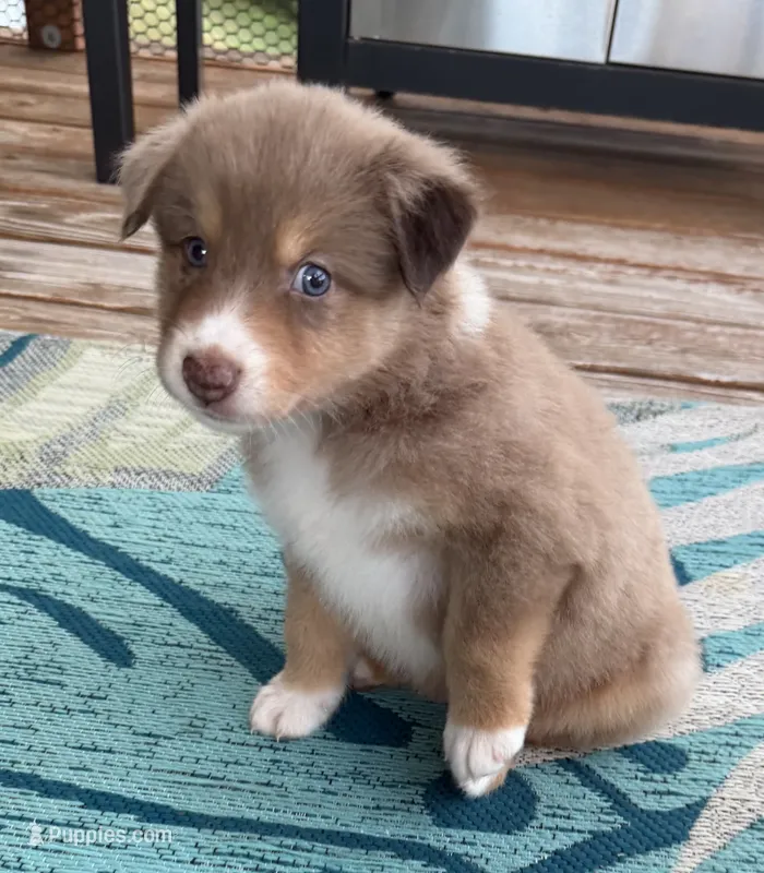 Riz – Australian Shepherd puppy for sale in Newport, TN