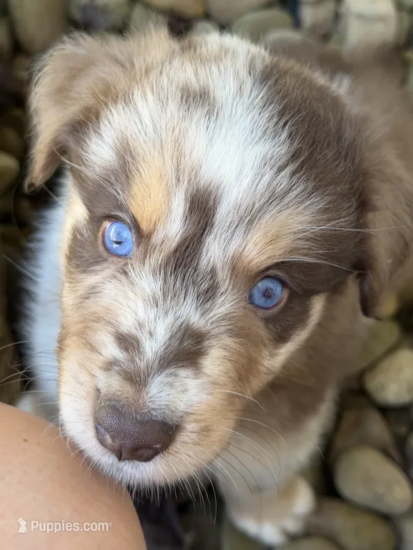 Drake – Australian Shepherd puppy for sale in Newport, TN