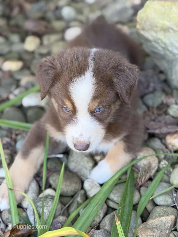 Teddy – Australian Shepherd puppy for sale in Newport, TN