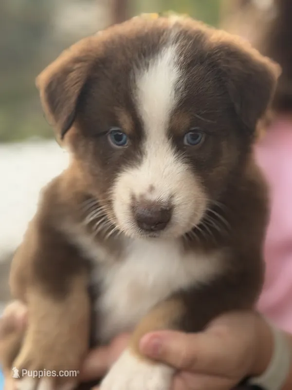 Teddy – Australian Shepherd puppy for sale in Newport, TN