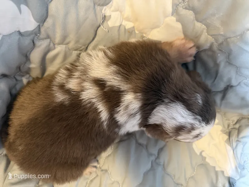 Drake – Australian Shepherd puppy for sale in Newport, TN