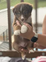 Rocky, a male Australian Shepherd for sale in Newport, TN – 2 of 2