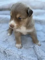 Riz, a male Australian Shepherd for sale in Newport, TN – 2 of 5