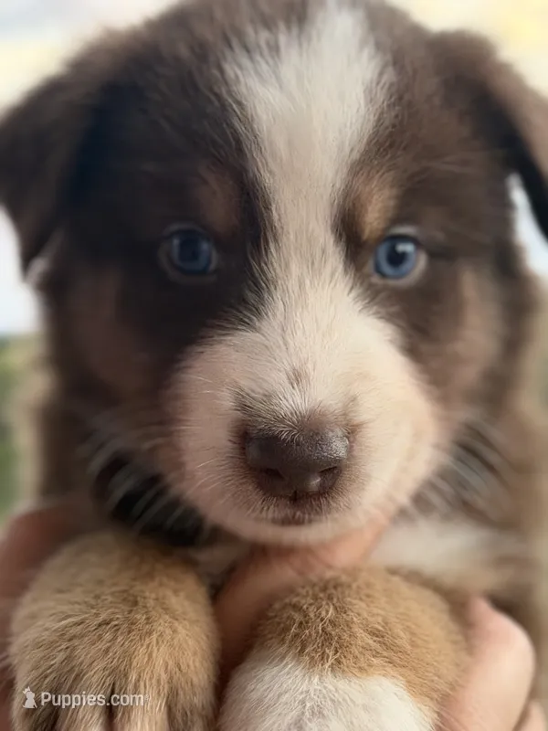 Teddy – Australian Shepherd puppy for sale in Newport, TN