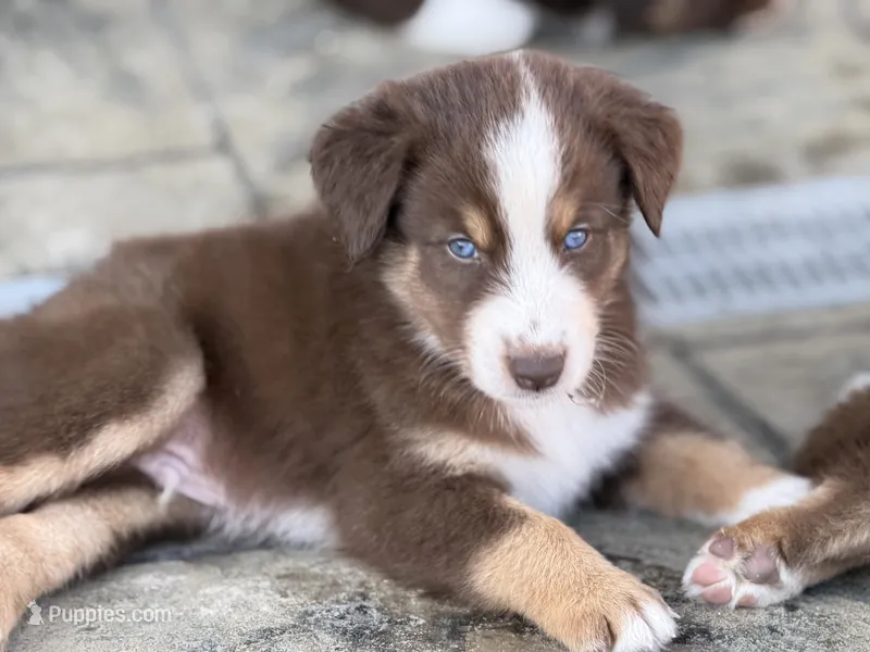 Teddy – Australian Shepherd puppy for sale in Newport, TN