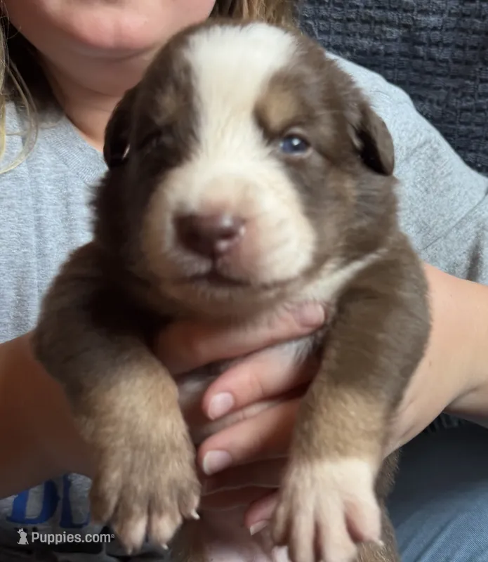 Teddy – Australian Shepherd puppy for sale in Newport, TN