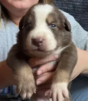 Teddy, a male Australian Shepherd for sale in Newport, TN – 1 of 4