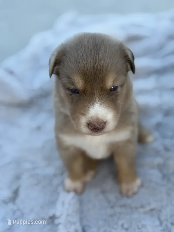 Riz – Australian Shepherd puppy for sale in Newport, TN