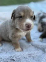 Riz, a male Australian Shepherd for sale in Newport, TN – 5 of 5