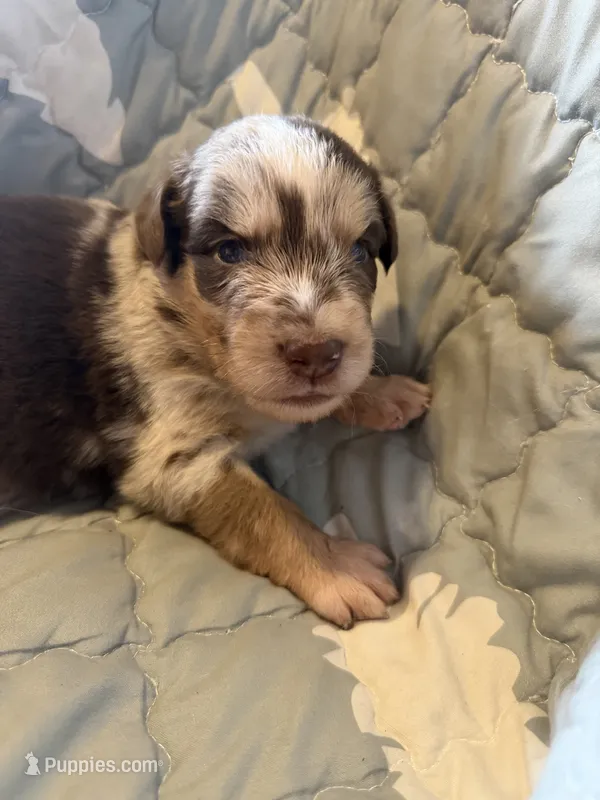 Drake – Australian Shepherd puppy for sale in Newport, TN