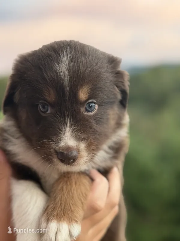 Charlie – Australian Shepherd puppy for sale in Newport, TN