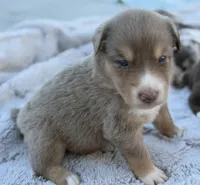 Riz, a male Australian Shepherd for sale in Newport, TN – 4 of 5