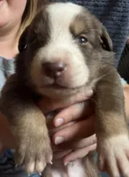 Teddy, a male Australian Shepherd for sale in Newport, TN – 2 of 4